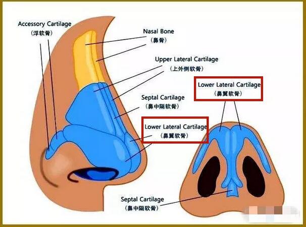 “日本医美界高级医生”推崇的隆鼻术？美姐家早就有了！ 