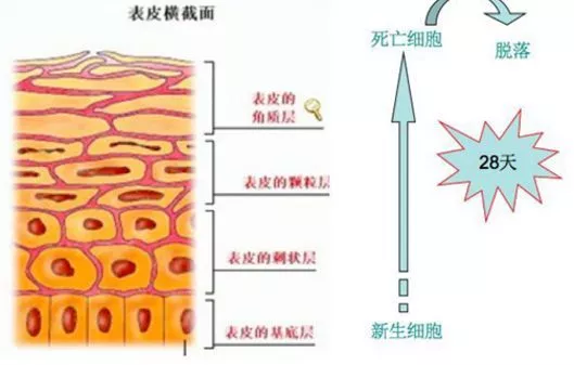 素颜被全网diss后，林允一气之下去医院整形！