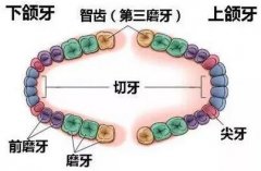 青山不改，绿水长流，“智齿”别过，后顾无忧。 width=