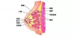 做韩国贝拉假体隆胸是怎样做的? 和您大揭秘的因其 width=