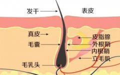 发根部的小白点你以为是毛囊？那你可就想错了 width=