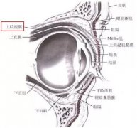 西美整形刘野主任科普视频：比单眼皮更崩溃的是眼睛一大一小！ width=