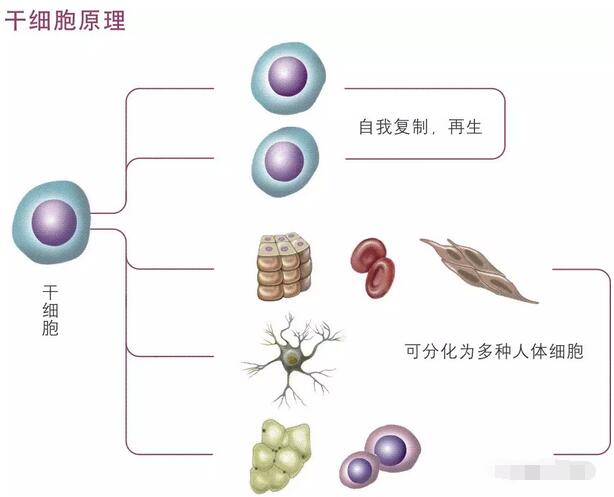 日本女艺人横田仁奈一个月年轻15岁！这是什么神仙疗法？