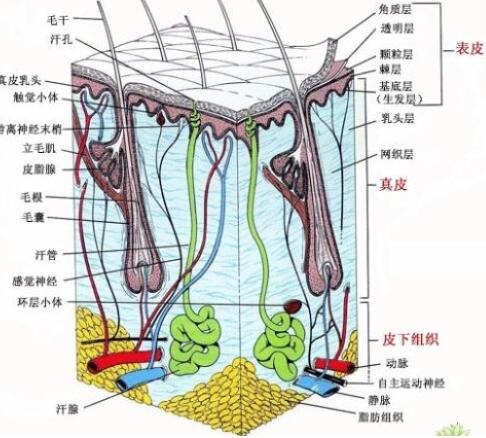 郑州悦美整形闫海廷