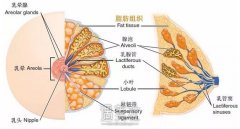 韩星离婚竟然是rǔtóu的锅？ width=