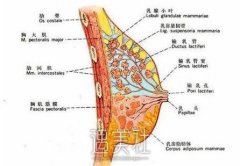 南京假体隆胸大概是多少钱？价格贵不贵？ width=