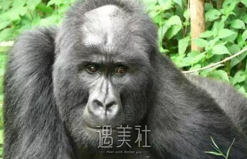 自体毛发移植能存活吗?成活率一般是多少?