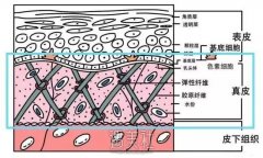 失去胶原蛋白以后，我们的脸会变成什么模样？ width=