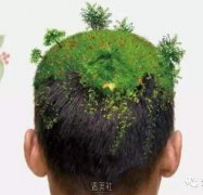 植发调节脱发好不好? width=